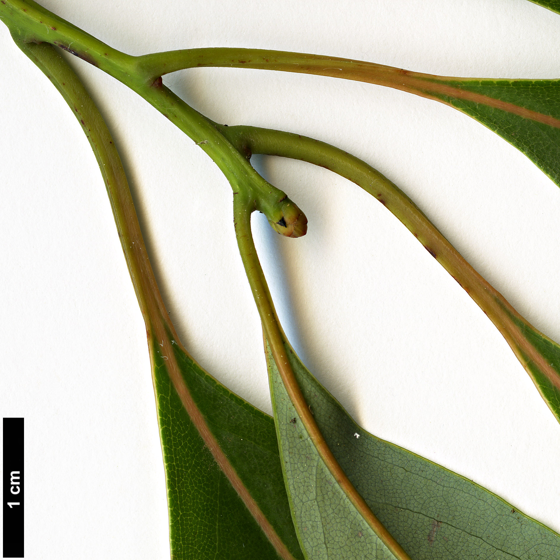 High resolution image: Family: Lauraceae - Genus: Persea - Taxon: ichangensis - SpeciesSub: var. leiophylla